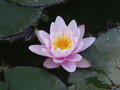 vignette Nymphaea