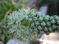 vignette Ornithogalum caudatum = Ornithogalum longibracteatum