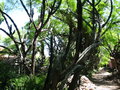 vignette Jardin botanique tropical ( Ultramar)