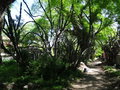 vignette Jardin botanique tropical ( Ultramar)