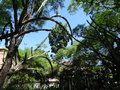 vignette Jardin botanique tropical ( Ultramar)