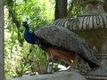 vignette Pavo cristatus - Paon bleu