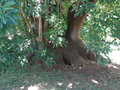 vignette Phytolacca dioica - Bellombra, bella ombra, ombu, ombu