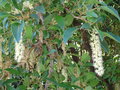 vignette Phytolacca dioica - Bellombra, bella ombra, ombu, ombu