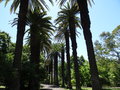 vignette Phoenix canariensis