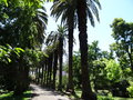 vignette Phoenix canariensis