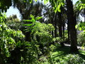 vignette Jardin botanique tropical ( Ultramar)