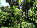 vignette Jardin botanique tropical ( Ultramar)