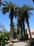 vignette Phoenix canariensis