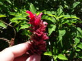 vignette Salvia involucrata