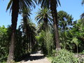 vignette Phoenix canariensis