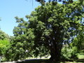 vignette Phytolacca dioica