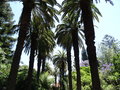 vignette Phoenix canariensis