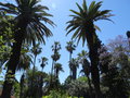 vignette Phoenix canariensis