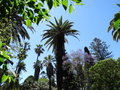 vignette Phoenix canariensis