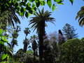 vignette Phoenix canariensis