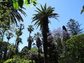 vignette Phoenix canariensis