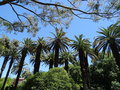 vignette Phoenix canariensis