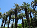 vignette Phoenix canariensis