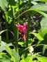 vignette Salvia involucrata