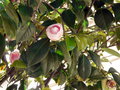 vignette Camellia