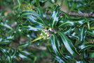 vignette Ilex aquifolium 'Lichtenthalii'