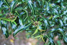 vignette Ilex aquifolium 'Lichtenthalii'