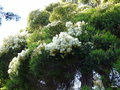 vignette Melaleuca alternifolia ,