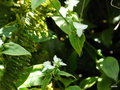 vignette Tradescantia  fluminensis , à fleurs blanches , Misère