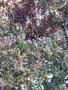 vignette Dodonaea viscosa et Prunus x blireana
