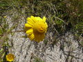 vignette Chrysanthemum segetum ?