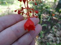 vignette Sterculia acerifolia = Brachychiton acerifolium = Brachychiton acerifolius