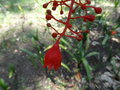 vignette Sterculia acerifolia = Brachychiton acerifolium = Brachychiton acerifolius