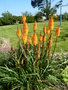 vignette kniphofia orange 1