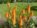 vignette kniphofia orange 1