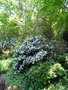 vignette Brunfelsia pauciflora (ou grandiflora)