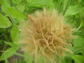 vignette Tragopogon porrifolius - Salsifis cultiv