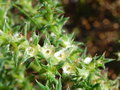 vignette Salsola australis