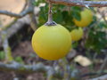 vignette Solanum sodomeum - Morelle de Linn, arbre de Loth, pomme de Sodome , solanum pineux.