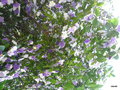 vignette Brunfelsia pauciflora (ou grandiflora)