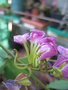 vignette Bauhinia macranthera floraison