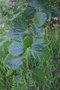 vignette Fagus sylvatica f. latifolia