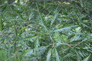 vignette Fagus sylvatica var. heterophylla 'Comptoniifolia'