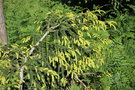 vignette Picea orientalis 'Early Gold'