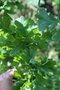 vignette Quercus robur 'Cristata'