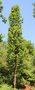 vignette Quercus robur 'Iceland'