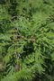 vignette Quercus robur 'Filicifolia'