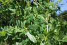 vignette Quercus robur 'Salicifolia'