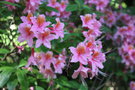 vignette Rhododendron 'Pucella'