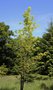 vignette Sorbus aria 'Chrysophylla'